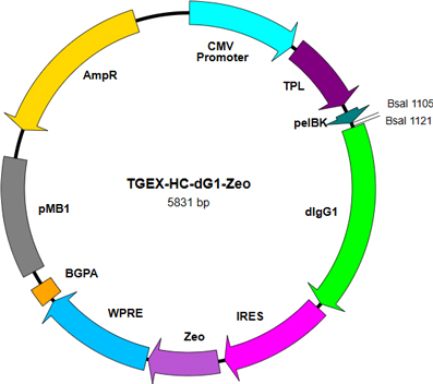 TGEX-HC-dG1-Zeo map